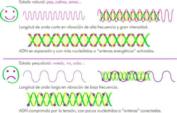 Influencia de las longitudes de onda en el ADN – Salud emoción y Conciencia